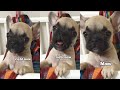 French bulldog puppy calls his mom baby griffin