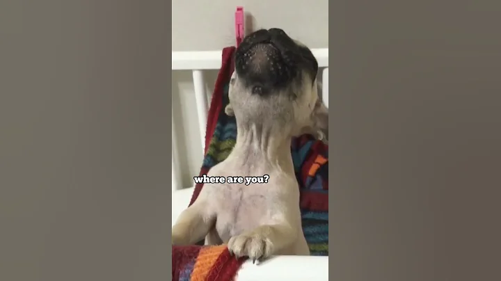 French Bulldog Puppy Calls His Mom **Baby Griffin - DayDayNews