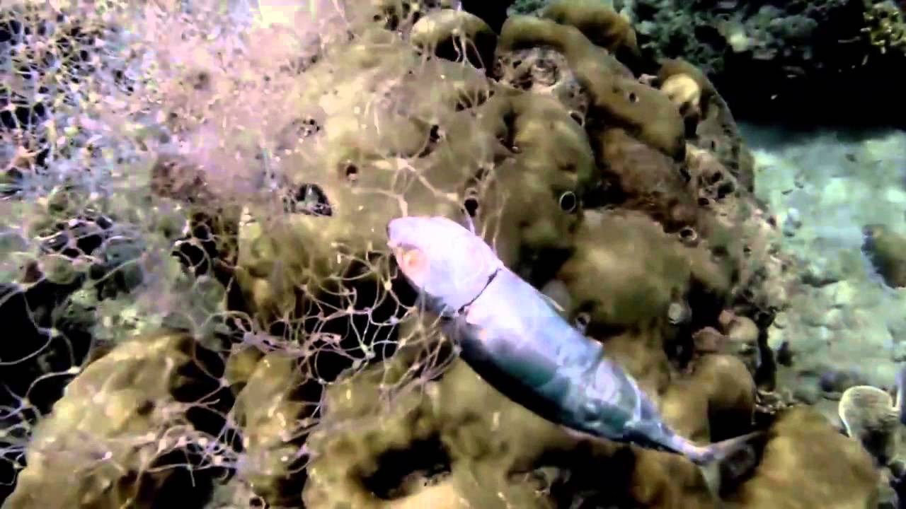 What is Ghost Fishing? YouTube