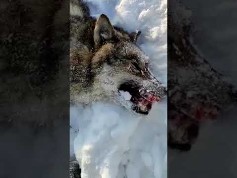 Охота на Полярного Волка.