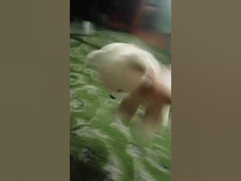 тарантас - YouTube