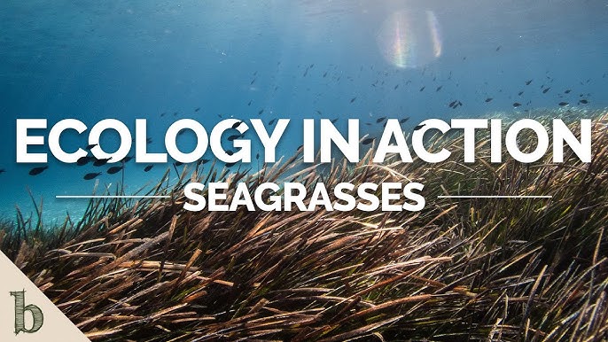 Seychelles Seagrass Research Supports Country's Climate Commitment