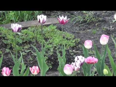 Тюльпаны разных сортов также можжевельник. Видео высокой чёткости.
