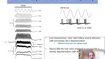 EARssentials 2020: Dr. Catherine Weisz