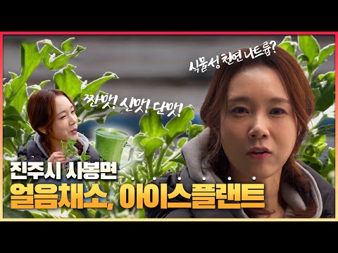 [6시 내고향-창원] 얼음채소, 아이스플랜트 (KBS 2023.02.17.목요일)