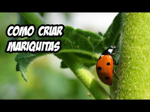 Como Hacer un Criadero de Mariquitas en Casa | La Huerta de Ivan