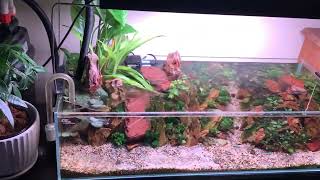 Amazing Plated Aquarium Tank After Cleaning And Maintenance