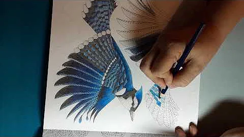 Coloring Bluejays with Crayola pencils.  Pt.1