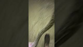 Wild 17 foot python attacks hunter