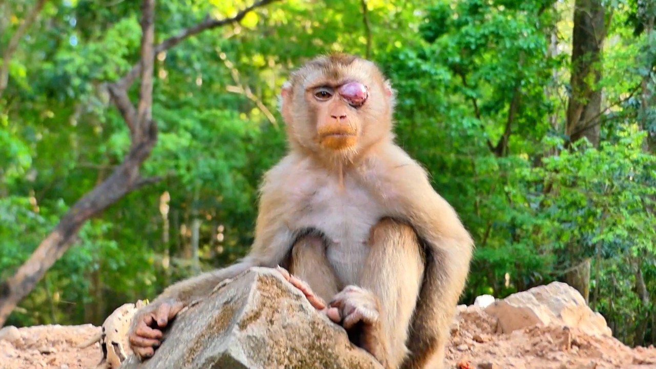 Situation of thirst day after Kid Luno fall down on the top of tree !