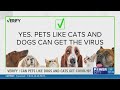 VERIFY: Can pets like dogs and cats get COVID-19?