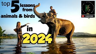 Top 5 Lessons From Animals And Birds In 2024 Learn & Grow