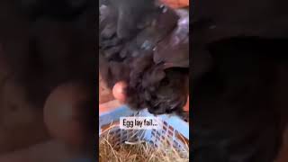 Egg laying fail - Beyonce style #funny #funnyanimals #funnyvideo #fun #funnyshorts #funnyviralvideo