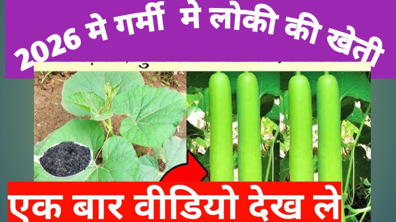 लोकी की उन्नत खेती ( bottle guard farming) 