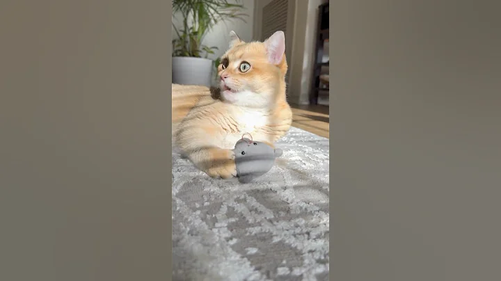 Watch the video about Catch of the day! Part 2!😼🐾#funny #cat #shorts #catlover #shortvideo #pets #cute #popular #beats