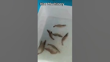 Shrimp Processing Machine