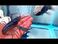 FEEDING my ALIEN Fish LIVE Caught BLUE LOBSTER CRAWFISH!