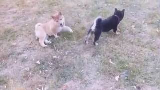 AKC Pure Bred Shiba Inu Puppies Play Date by Shiba Inu 19 views 7 years ago 25 seconds