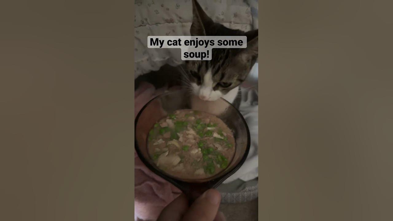 my-cat-was-constipated-from-too-much-dry-food-having-some-soup-cats