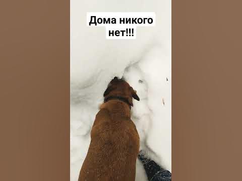 Однажды в лесу - YouTube
