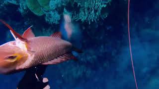 Spearfishing bigeye emperor صيد شعور ابو عين سنوركل غوص حر