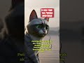 Kucing Abu Hampir Menyerah, Senja Hadiahkan Satu Ikan #KisahSedih #Shorts
