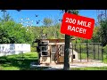 200 Mile Pigeon Race: Surprising Arrivals!!