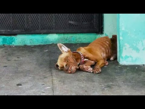Умирающий пес несколько дней лежал без еды и воды, ему никто не помогал!