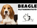 A BEAGLE kutya fajta - Fajtabemutató - DogCast TV の動画、YouTube動画。