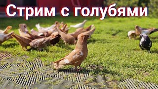 Голуби