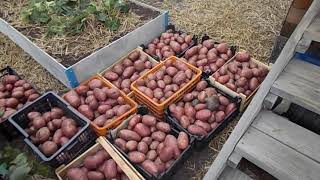Картофель под соломой (урожай 2021 года, г. Тюмень)