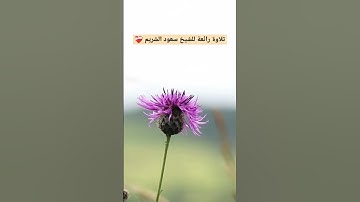 #رمضان #تلاوة_خاشعة #تلاوة_عذبه #تلاوة_مميزة #الشريم #سعود_الشريم #مكة #السعودية #الجزائر