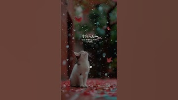 القارئ اسلام صبحي