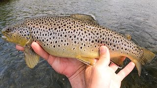 Fly Fishing for 'BIG' Wild Trout of the Upper Delaware, 'Fishcation' spot #3