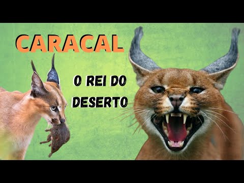 Vídeo: Os gatos Caracal são predadores habilidosos