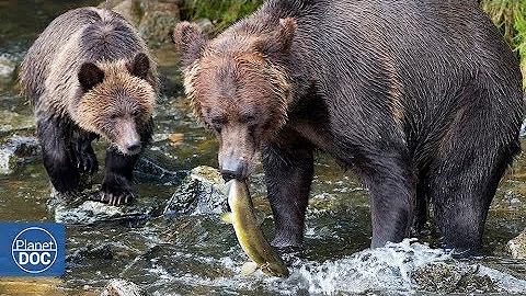 ¿Por qué es tan caro el salmón real de Alaska?