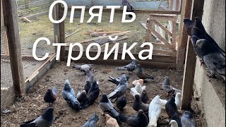 Обзор Голубей и новая Стройка/ Николаевские голуби Андрея Животовского