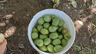 Walnut Harvesting and Practical Walnut Peeling Machine