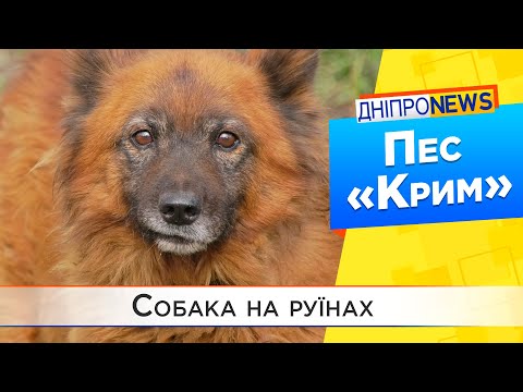 Чи знайшов хазяїна пес «Крим», який вцілів після ракетного удару?