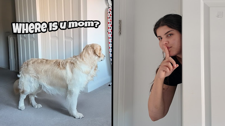 Playing Hide and Seek with my Dog 🫣