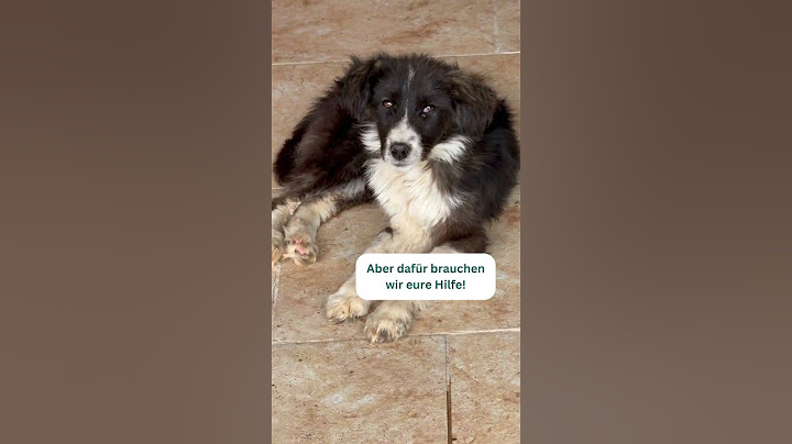 Schaffen wir es, diese Hunde aus der Tötungsstation zu retten?😢💔