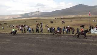 ARDAHAN DOĞU ANADOLU ŞANPİYONASI Rahvan At Yarışları 2