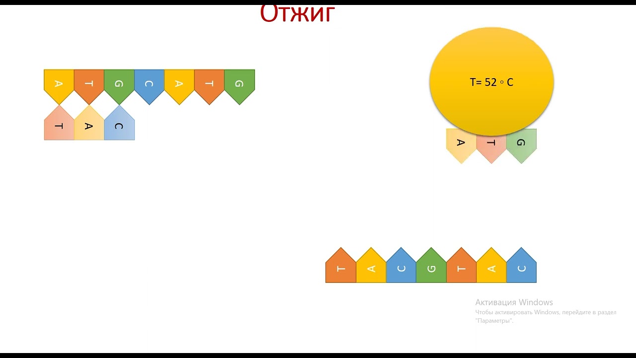 Этапы постановки ПЦР - YouTube