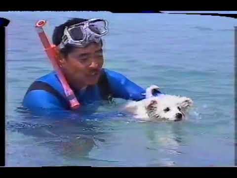 89年　歌のトップテン／名犬ハラス物語