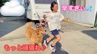 あからさまに手抜きをしながら妹を追いかけ回す大型犬クッキー【ゴールデンレトリバーとミニチュアダックスフンド】