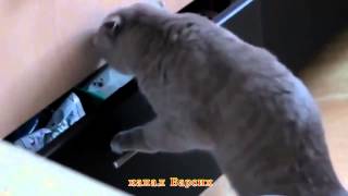 Котика застукали на месте преступления Котика застукали на месте преступления