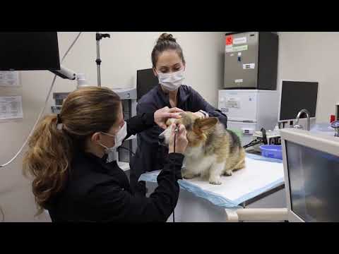 Videó: Milyen hamar után a szürkehályog műtéti beavatkozása után a kutya jól láthatja?