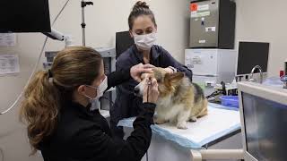 Cataract Surgery for Your Pet | What to Expect | MedVet Veterinary Ophthalmology