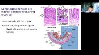 Ch26 (slides 34-38) - Digestive System - Large Intestines and Rectum/Anus