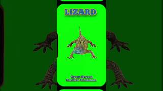 Lizard video green screen. Footage animation lizard green screen.